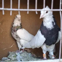 جفت طوقی خوشکل