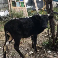 گاو نره سر شاخی|حیوانات مزرعه|چالوس, |دیوار