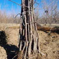 نهال و گل بیرونی