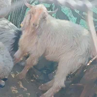 فروش بزغاله نر