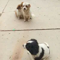 سگ پشمالو|سگ|مسجد سلیمان, |دیوار