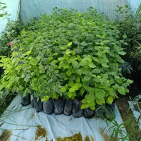 فروش انواع نهال|گل و گیاه طبیعی|دزفول, |دیوار