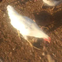 غاز و بوقلمون و خروس|حیوانات مزرعه|دره شهر, |دیوار