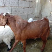 بزه نر مری|حیوانات مزرعه|زهک, |دیوار