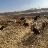 نزدیک چهل راس بزغال راس۴۱۵۰ فروش یکجا معاوضه میش