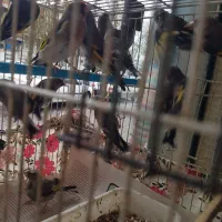 فروش پرنده سهره جوان|پرنده|رشت, باهنر|دیوار