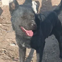 معاوضه سگ|سگ|پیر بکران, |دیوار