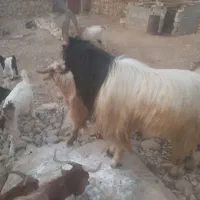 فروش پازن الوس تخمی جوان