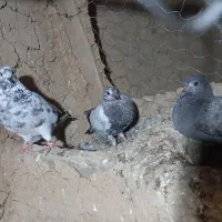 کفتر فروشی|پرنده|مینودشت, |دیوار