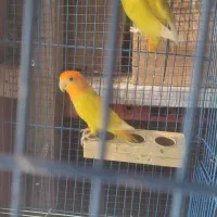 اوپال سرنارنجی ،فیشر|پرنده|بندرعباس, |دیوار