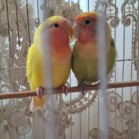 طوطی برزیلی