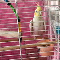 عروس هلندی|پرنده|قم, نخودی|دیوار