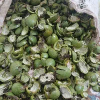 پوست گردو سبز
