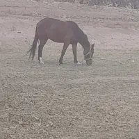 اسب یورقه|اسب و تجهیزات اسب‌سواری|نیشابور, کوی فرهنگیان|دیوار