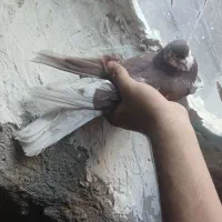 کبوتر پرشتی