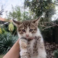 واگذاری ۳ بچه گربه|گربه|لشت نشا, |دیوار