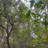 خانه-باغ-خیابان-جانبازان