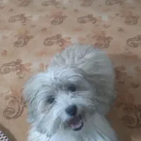 سگ شیتزو پاپی