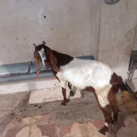 کهره ماده