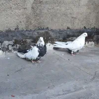 کبوتر  فروشی ذمبی|پرنده|میانه, |دیوار