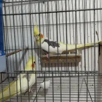 جفت مولد دوکت لوتینو|پرنده|بندر دیر, |دیوار