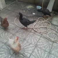 چند تا مرغ رسمی