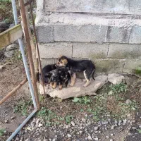 توله ژرمن کار|سگ|اطاقور, |دیوار