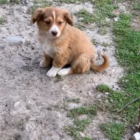 سگ طوله پا کوتاه