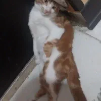 واگذاری گربه