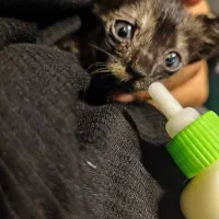 گربه های ملوس برای واگذاری باهزینه عقیمسازی وغذا|گربه|بندرعباس, |دیوار