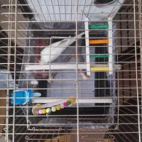 عروس هلندی|پرنده|دلیجان, |دیوار