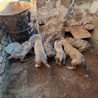 واگذاری سگ های خراسانی سرابی اصیل