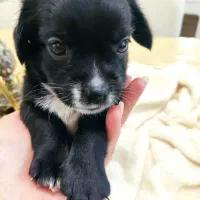 پامر اشپیتز نر|سگ|محمدشهر, محمدشهر|دیوار