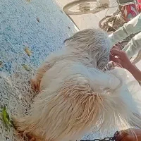 سگ شیتزو مهربون نر