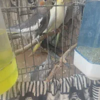 عروس هلندی