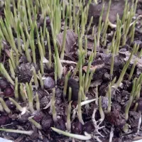 بذر پالم واشنگتن