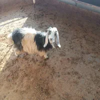 بزغاله شیری