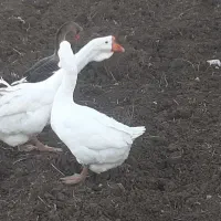 غازلیندا|حیوانات مزرعه|بیله سوار, |دیوار