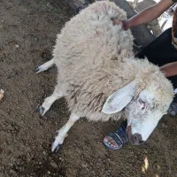 معامله با موتور 125