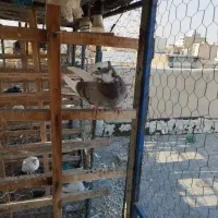 کبوتر ابلغ کاکلی زوردار|پرنده|کنگاور, |دیوار