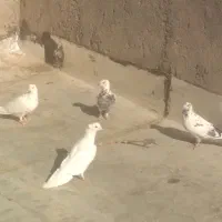 فروش کفتر پرشی