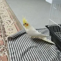 عروس هلندی|پرنده|شاهرود, |دیوار