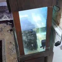 اکواریوم با لجن خوار طلایی و لوازم|ماهی|اسلامشهر, شهرک قائمیه|دیوار