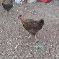 مرغ تخم گذارجوان