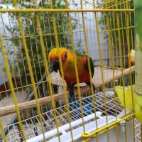 طوطی|پرنده|بهبهان, |دیوار