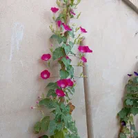 گل‌های ایرانی