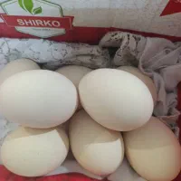 تخم مرغ لاری