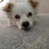 سگ پامر گمشده|حیوانات|اسلام‌شهر, شهرک امام حسین (میان آباد)|دیوار