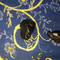 فروشی|کلکسیون اشیاء عتیقه|رونیز, |دیوار