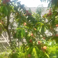 فروش ویلا باغ|فروش خانه و ویلا|رشت, لاکان|دیوار